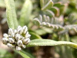 Limeum africanum subsp. africanum new branch