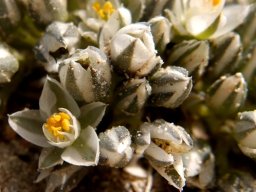 Limeum africanum subsp. africanum flowers