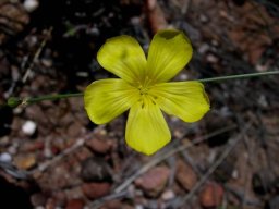 Linum heterostylum