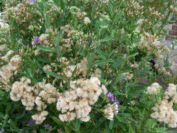 Linzia glabra