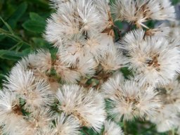 Linzia glabra fluffy fruit