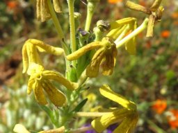 Lyperia tristis floral ageing