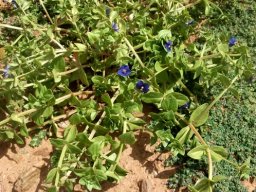 Lysimachia arvensis var. caerulea