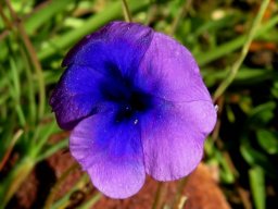Monopsis debilis var. gracilis flower
