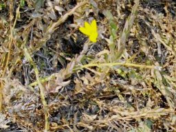 Monopsis lutea leaves
