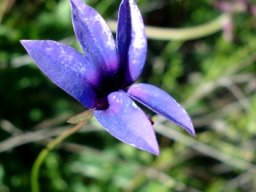 Monopsis unidentata subsp. unidentata