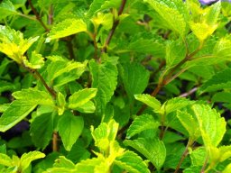Ocimum labiatum