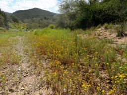 Oncosiphon piluliferum using an opportunity