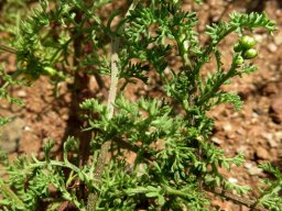 Oncosiphon piluliferum leaves