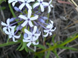Pentanisia angustifolia
