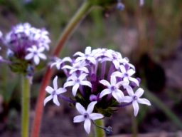 Pentanisia prunelloides in Mpumalanga