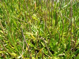 Plantago crassifolia var. crassifolia