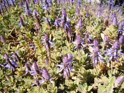 Coleus neochilus