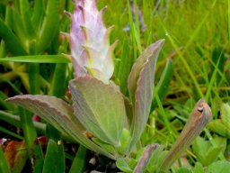 Coleus neochilus angular budding