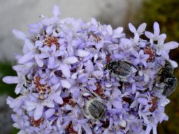 Pseudoselago spuria hosting the beetles