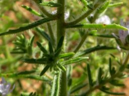 Pseudoselago spuria leaves