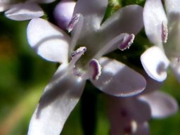 Pseudoselago spuria flower