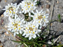 Pseudoselago subglabra flowering at Kleinmond