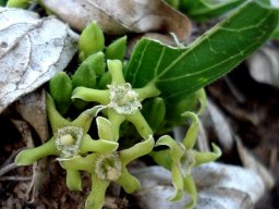 Pygmaeothamnus chamaedendrum