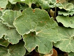 Radyera urens leaves