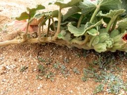 Radyera urens branch