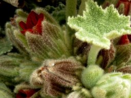 Radyera urens, a very hairy plant