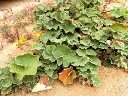 Radyera urens