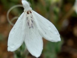 Rhinacanthus xerophilus flower at Phalaborwa