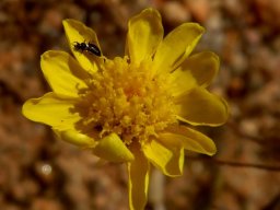 Rhynchopsidium pumilum flowerhead