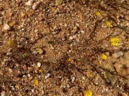 Rhynchopsidium pumilum
