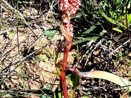 Rumex cordatus