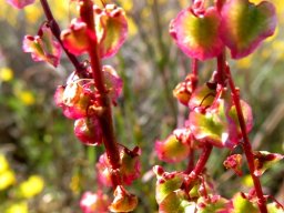 Rumex lativalvis flowers and fruit