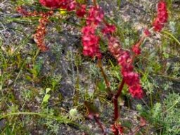 Rumex lativalvis red flowers and fruit covers