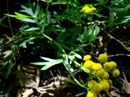 Schistostephium crataegifolium flowerheads