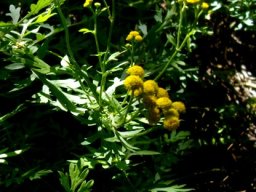Schistostephium crataegifolium