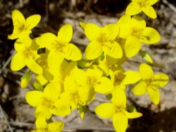 Sebaea aurea
