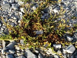 Silene crassifolia subsp. crassifolia