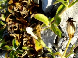 Silene crassifolia subsp. crassifolia leaves