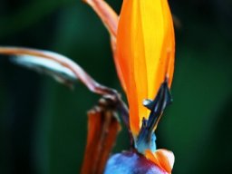 Strelitzia reginae blue spathe