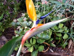 Strelitzia reginae young flower