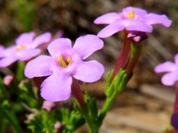 Sutera foetida flowers