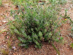 Syncolostemon bracteosus