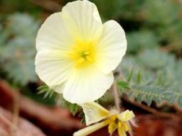 Tribulus zeyheri subsp. zeyheri