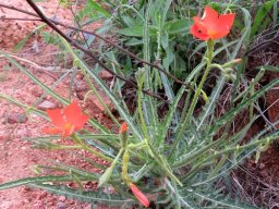 Tricliceras laceratum leaves