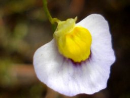 Utricularia bisquamata flower