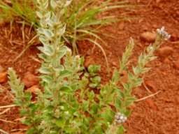 Hilliardiella oligocephala buds