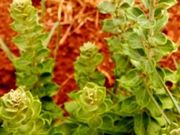 Hilliardiella oligocephala leaves