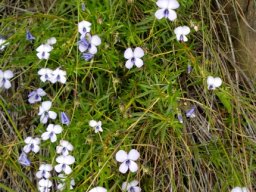 Viola decumbens