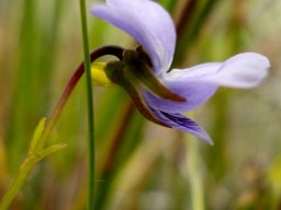 Viola decumbens flower profile