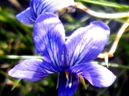 Viola decumbens flower